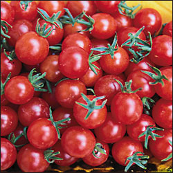 Currant Sweet Pea - Tomat