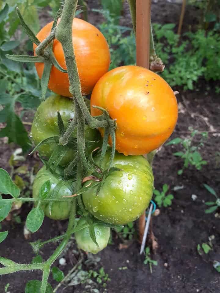 Tomat - AAA Sweet Solano