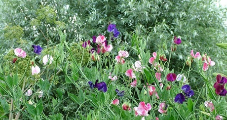 Ærteblomst- Old Spice mix - Lathyrus Odorata