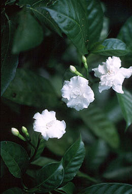 Pinwheel Jasmin  - Tabernaemontana divaricata