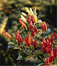 Tabasco - Capsicum frutescens
