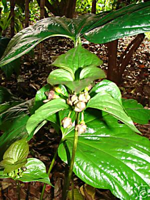 Flagermuselilje Grøn - Tacca palmata