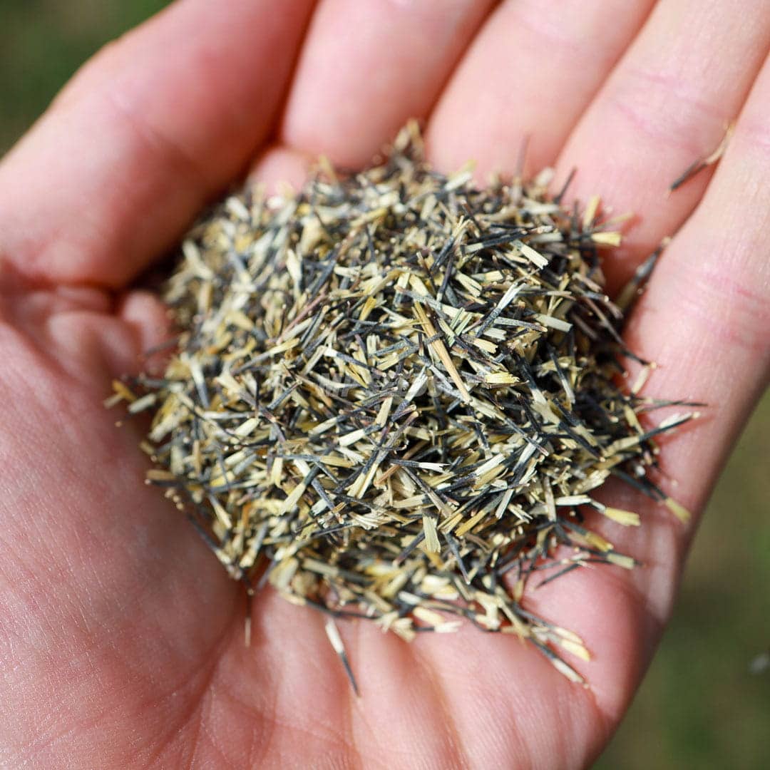 Mikro grønt - Citron Tagetes
