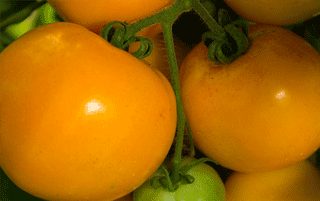 Tangerine - Tomat