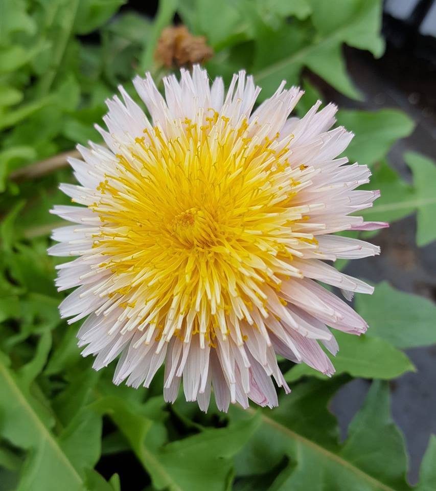 Lyserød mælkebøtte - Taraxacum pseudoroseum