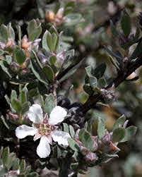 Blågrøn Te Træ - Leptospermum glaucescens