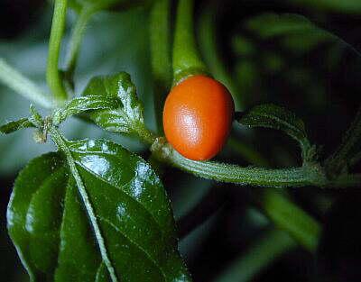 Chiltepin - chilli
