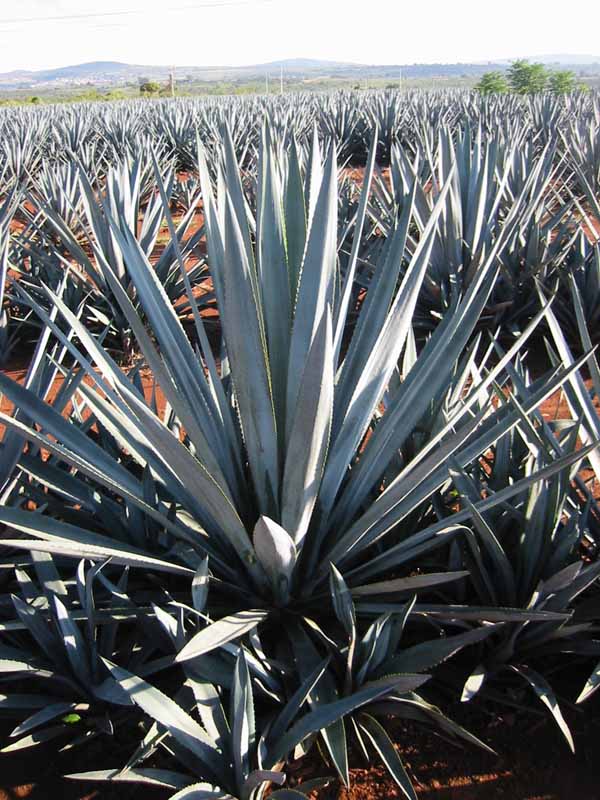 Tequila Agave / Blå Agave - Agave tequilana (weber azul)