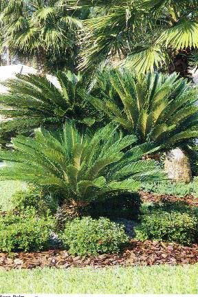 Texas Sable Palme - Meget hårdfør!! – Bjarne's frø og planter