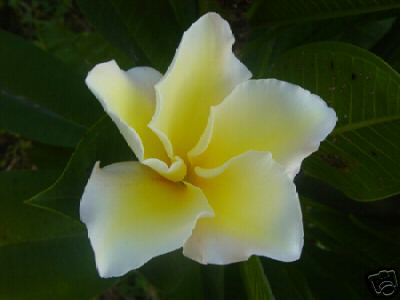 Plumeria -  Thai Gold