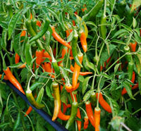 Thai Yellow - Chilli