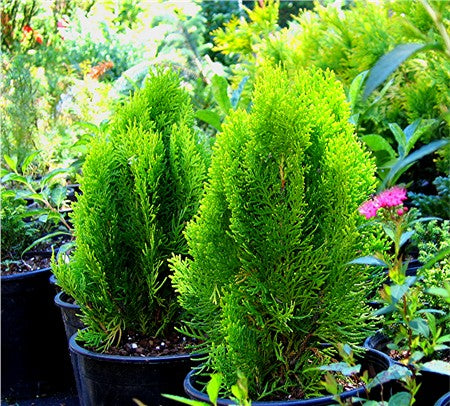 Kinesisk Thuja, Livstræ - Thuja orientalis