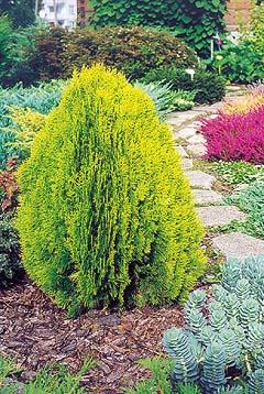 Kinesisk Thuja, dværgform - Thuja orient. aurea nana