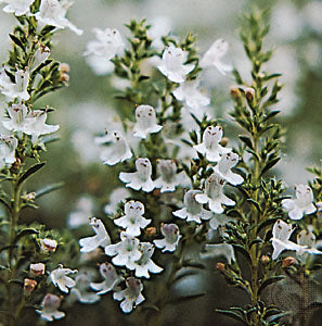 Timian (Organic) - thymus vulgaris organic
