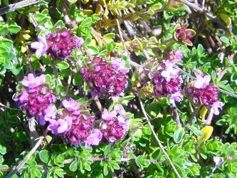 Bredbladet Timian  - Thymus pulegioides