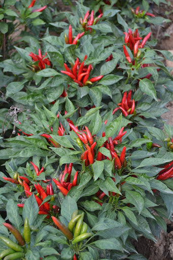 Thai Chili - Tianjin - C. annuum