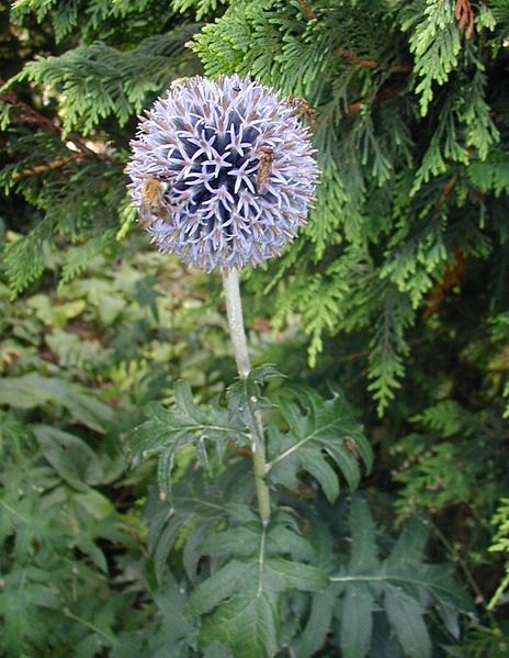 Tidselkugle - Echinops ritro
