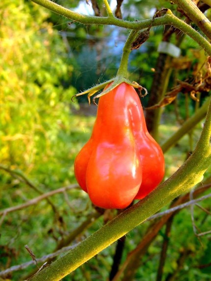 Tlacolula - Tomat