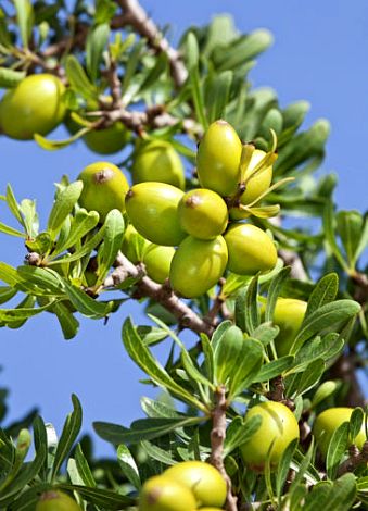 Argan Træ - Argania spinosa