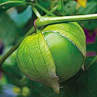 Tomatillo Verde - Physalis ixocarpa