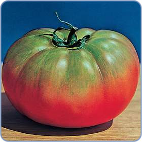 Tomat - Pomodoro Pantano