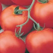 Tondina maremmano - Tomat
