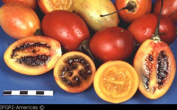 Trætomat (Tamarillo) Cyphomandra crassicaulis