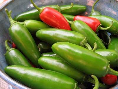 Jalapeno Traveler Strain – C. annuum