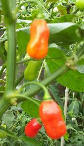 Trinidad Bean – C. chinense