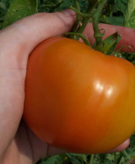Tropic Tomat
