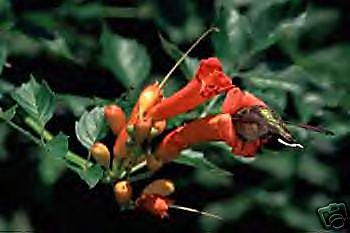 Trompetblomst, Campsis Radicans