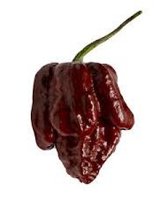 Trinidad Scorpion Chocolate - Plante
