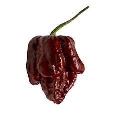 Trinidad Scorpion Chocolate . C.chinense