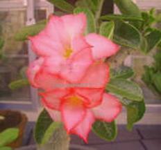 Ørkenrose - Adenium 'Orange Tuptim'
