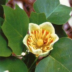 Tulipan Træ - Liriodendron Tulipfera