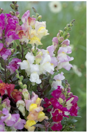 Løvemund - Antirrhinum majus nanum Twilight Mix