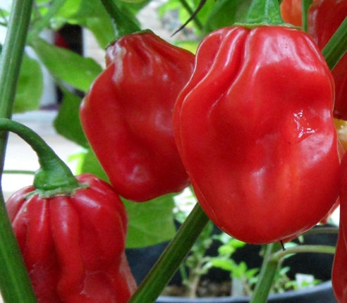 Habanero Ugandian Red - C. chinense