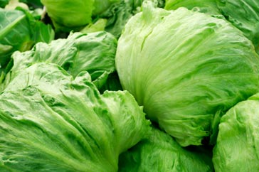 Iceberg Salat - Great Lakes