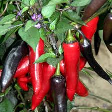 Vampire - C.annuum