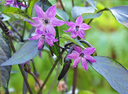 Vampire - C.annuum