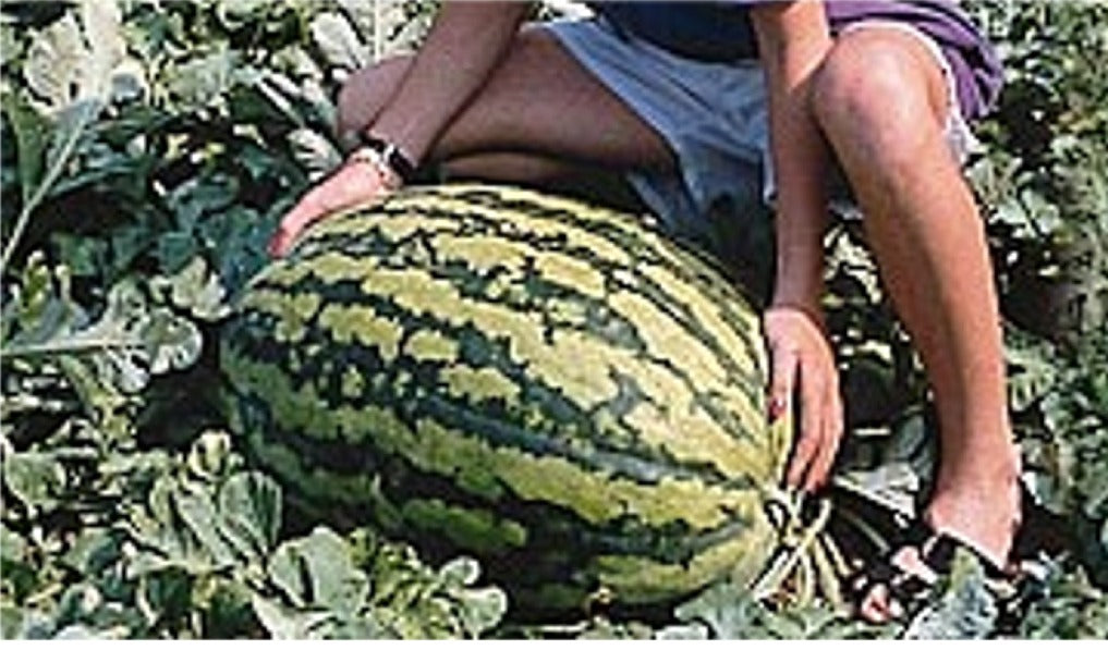 Jubilee - Vandmelon
