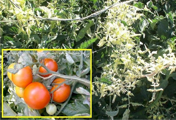 Variegated  - Tomat - meget speciel plante