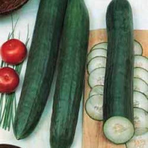 Verde Ortolani - Agurk