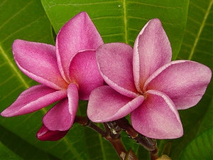 Plumeria -  Violet Hybrid