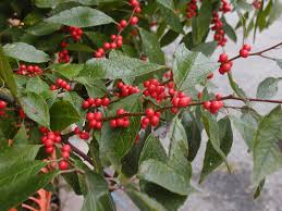 Virginsk Vinterbær - Ilex Verticillata
