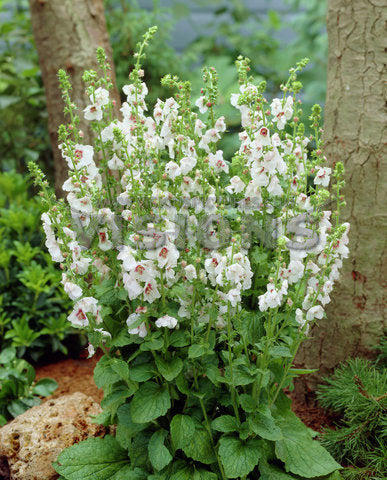 Hvid Kongelys - Verbascum chaixii album