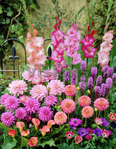 Sommerblomstrende løg og Knolde - 5pk