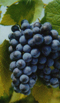 Almindelig Blå Vin - Vitis vinifera