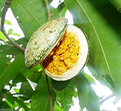Voacanga africana