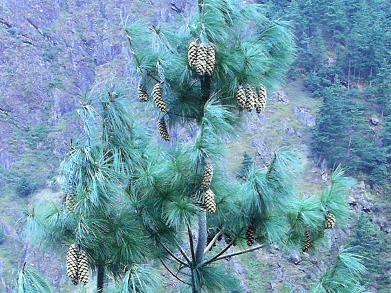 Chir fyr - pinus Roxburghii